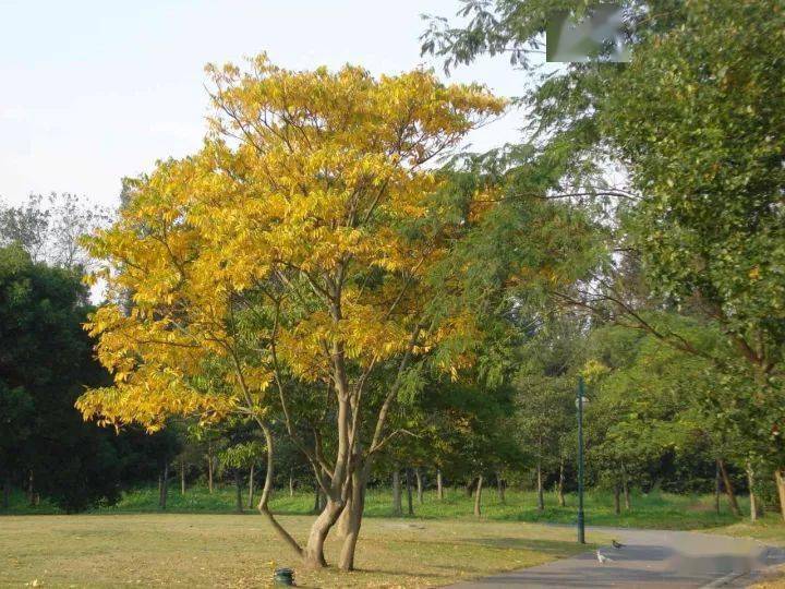 庭院十大吉祥之树(庭院能种桃树吗?庭院十大吉祥之树)