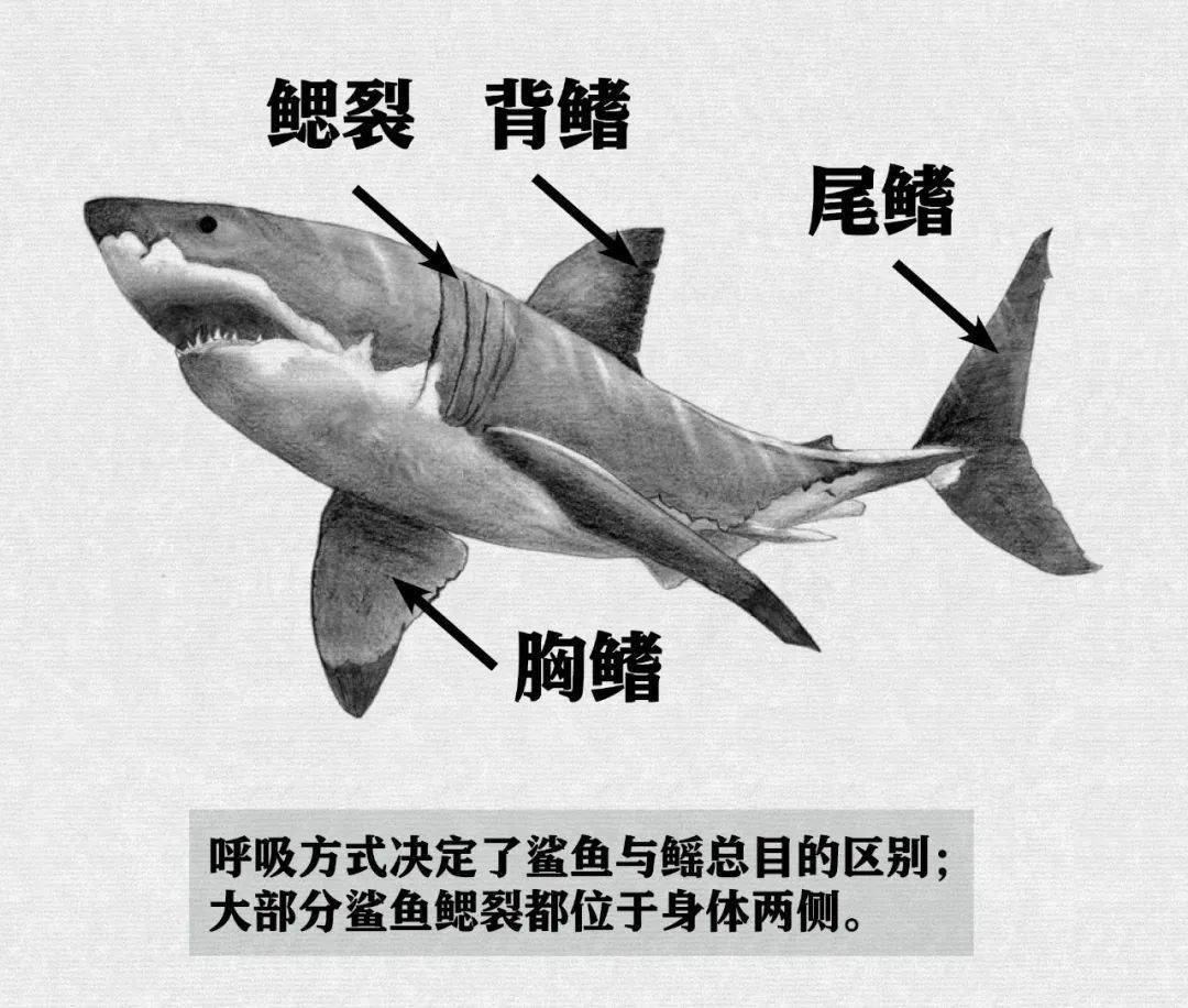 鲨鱼的分解图图片