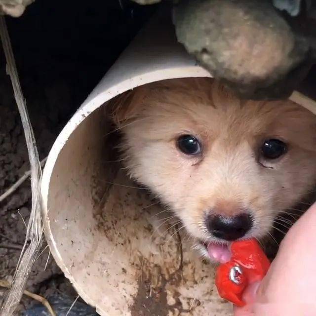 喂不熟的狗图片大全图片