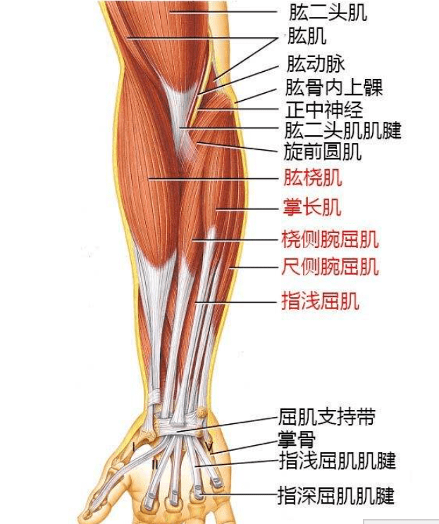 拇指肌腱解剖图图片