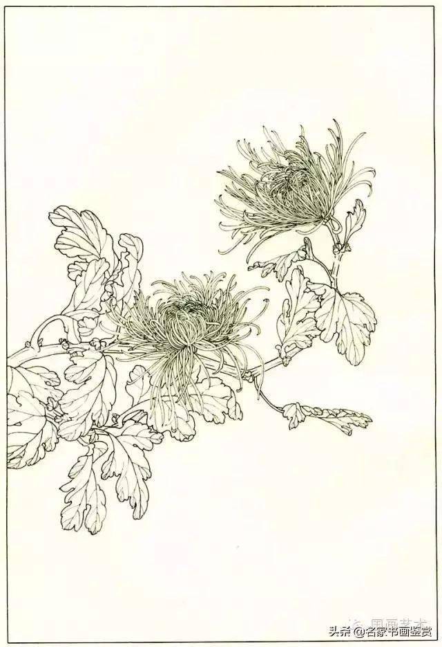 四十种菊花白描画谱与设色概要