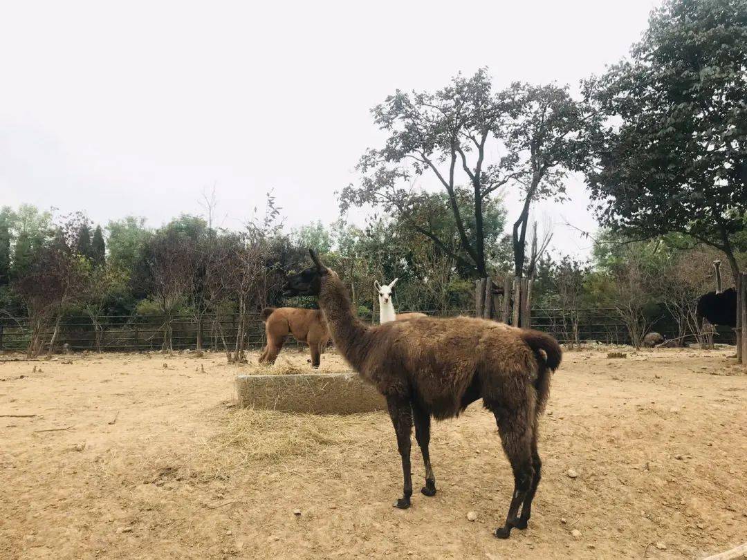 導遊實拍濟南野生動物世界探索動物奧秘