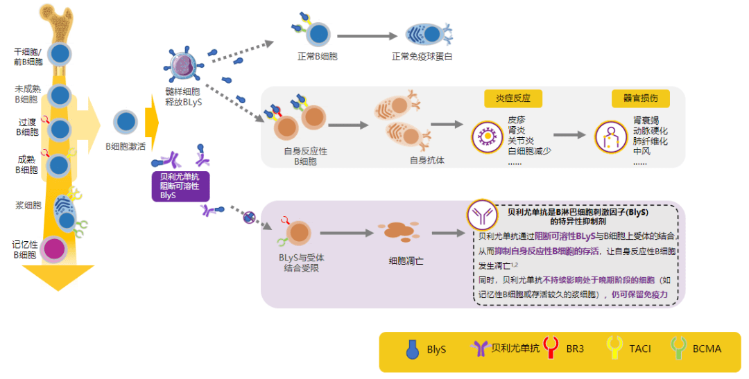 图:贝利尤单抗,革新治疗思路贝利尤单抗的获批源于大量循证证据支持.