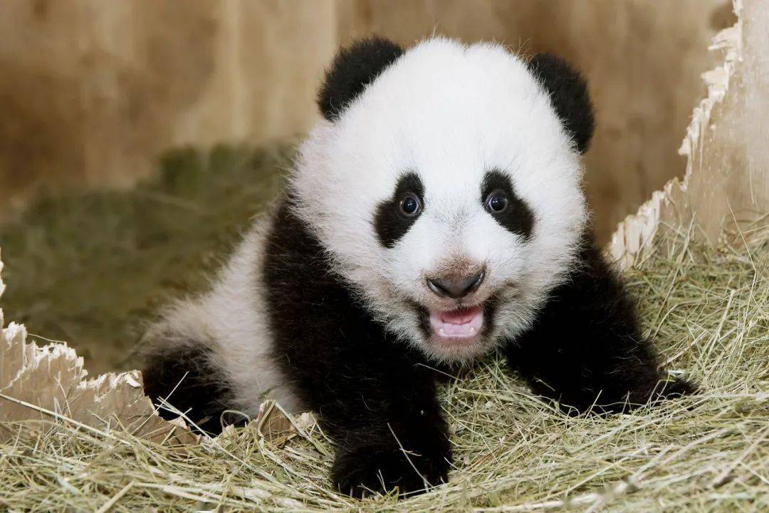 大熊猫小时候的样子图片