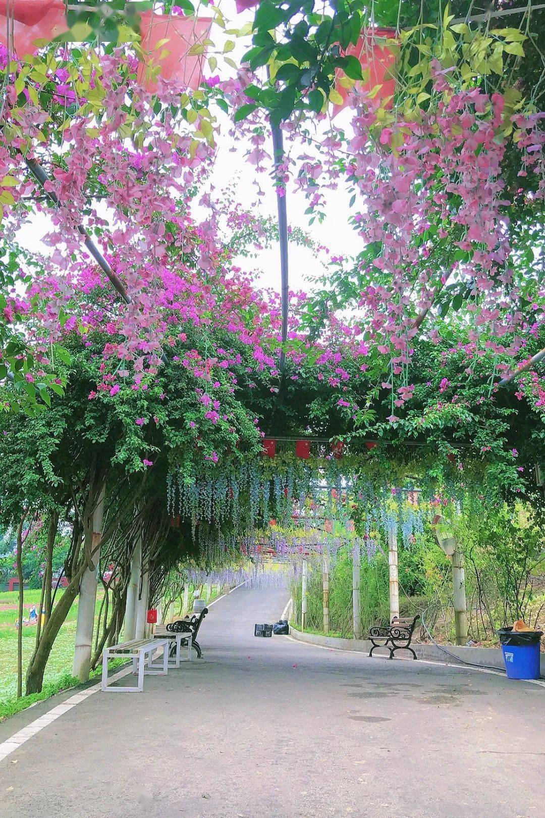 花海長廊 ||適合小朋友們打卡的超萌動物樂園,這裡有孔雀,小兔子