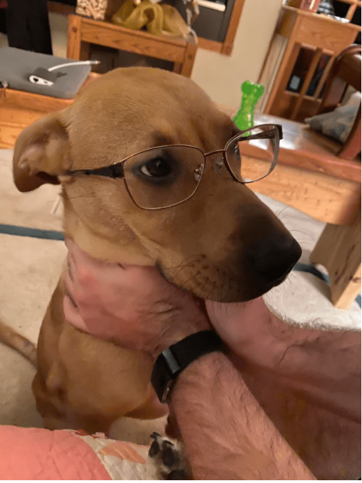 戴眼镜的可爱汪星人不是一般的帅哦