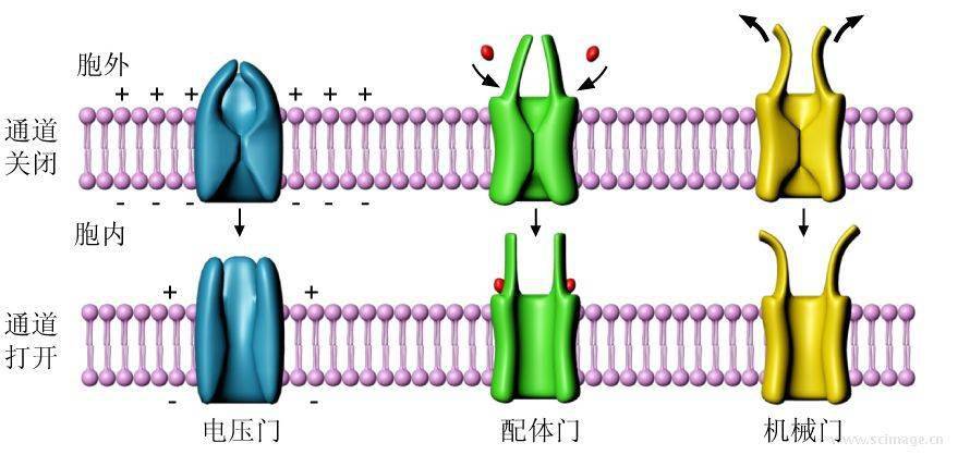 离子通道开放与关闭的构象变化示意图交叉互换机理减数分裂各个时期的