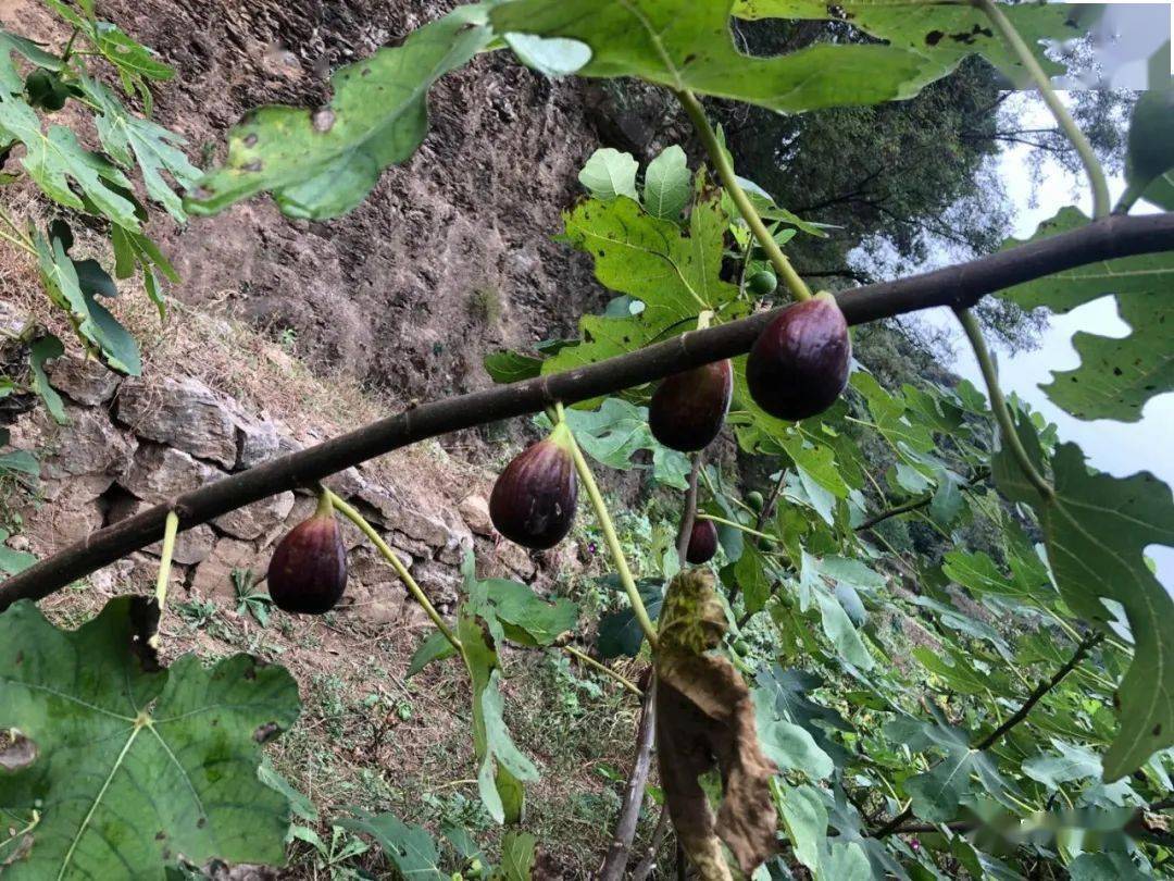 c丰富;山区昼夜温差大,山泉水灌溉,光照充足,孕育的果子更加香甜美味