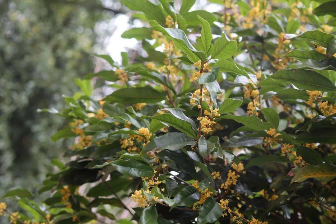 赏桂品味乐清第一拨秋天还有这些花正开得艳