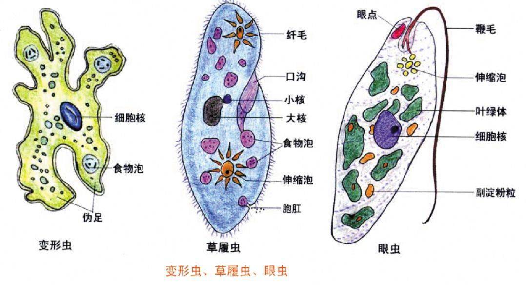 葉綠體超微結構模式圖細胞分級分離圖解真菌細胞模式圖植物細胞亞顯微