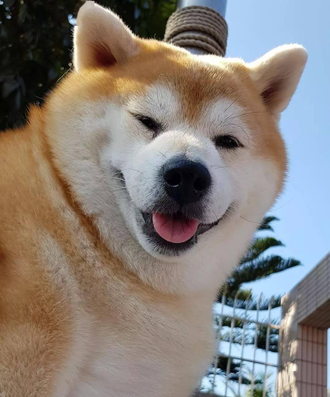 柴柴吃太胖被网友骂哭,它超委屈:人家一天只吃一顿饭.