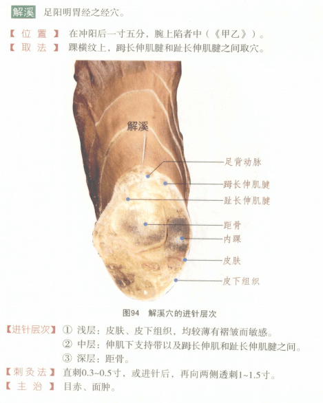 常用穴位解剖图谱彩图版