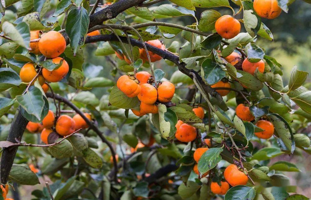 助力脱贫上栗赤山大院村沙溪柿子红了