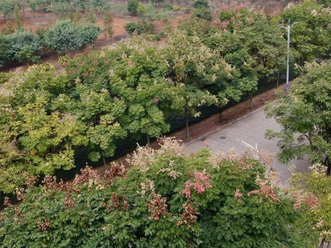 【家国同庆】师大校园里的"国庆树",你了解吗?