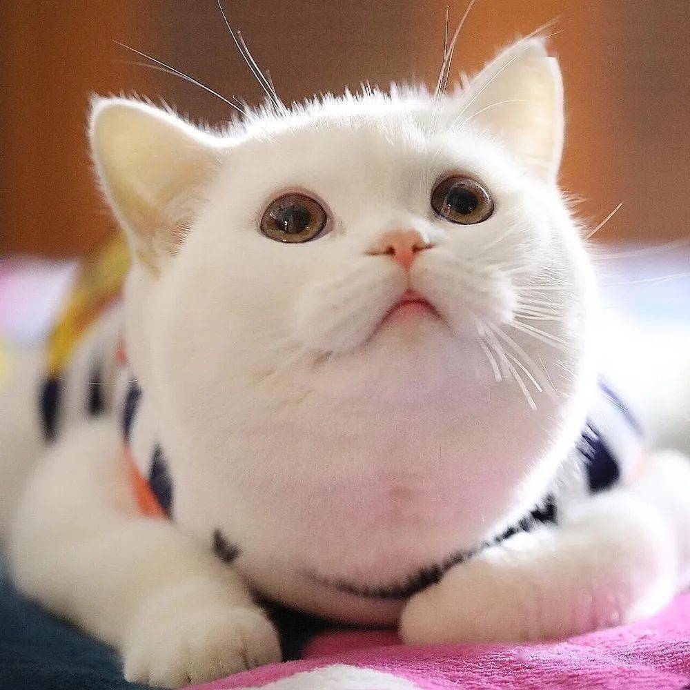 宠物头像超好看呦