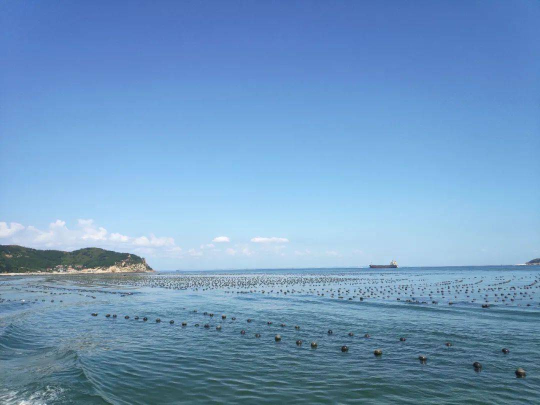 養殖情況進行的調查監測顯示:養殖海區水溫下降,有害藻類生長繁殖加快