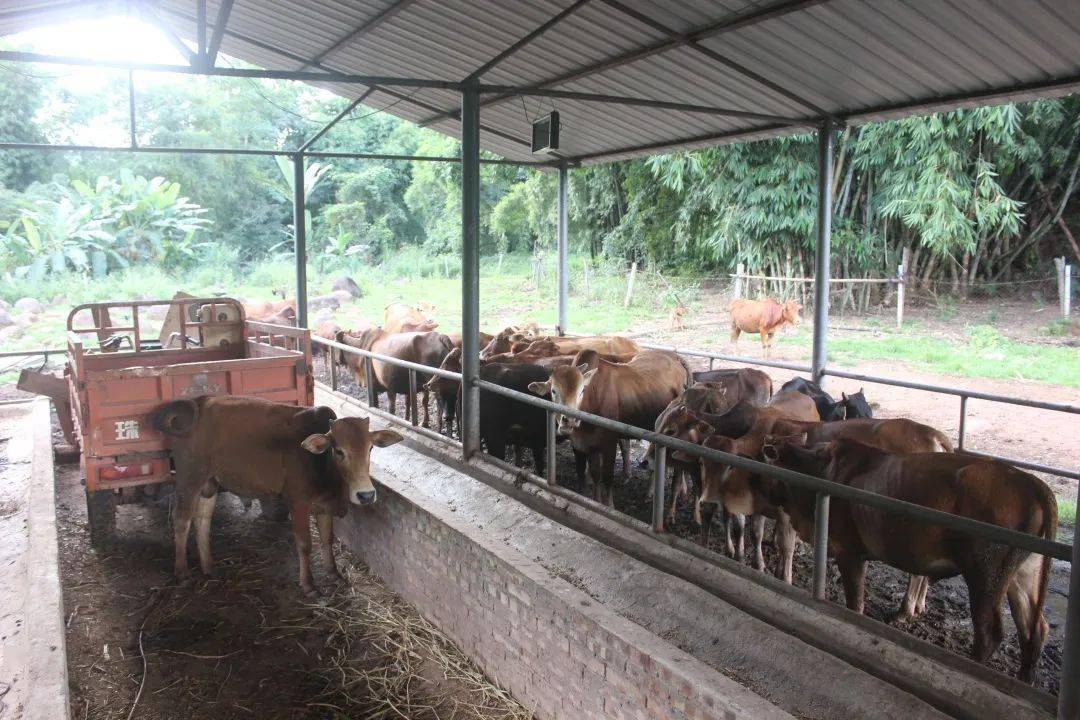 班"的春天 ——记磨憨镇磨龙村委会老陶小组脱贫光荣户杨春林_牛场