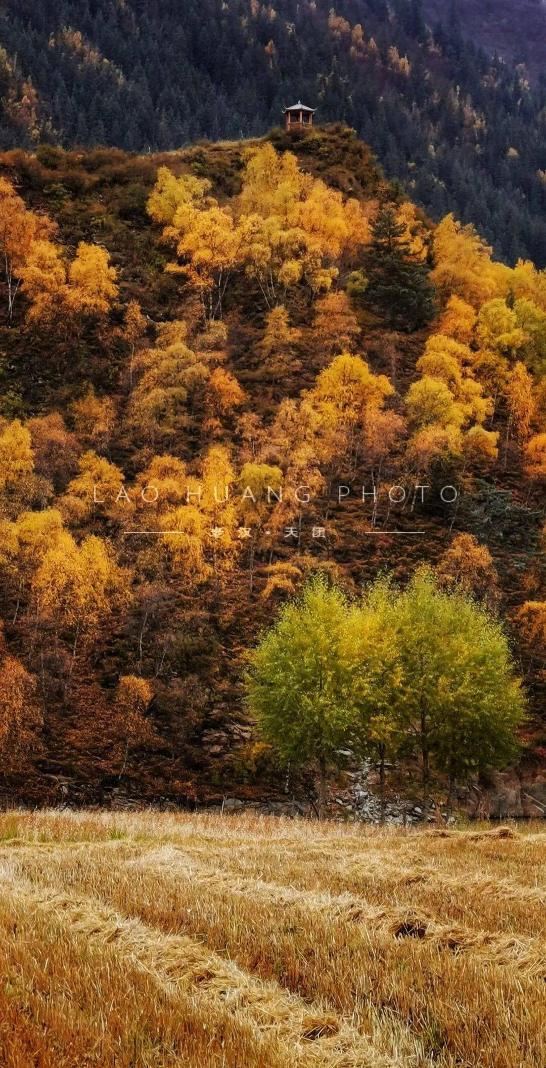 青海这波秋景美得让人屏住呼吸
