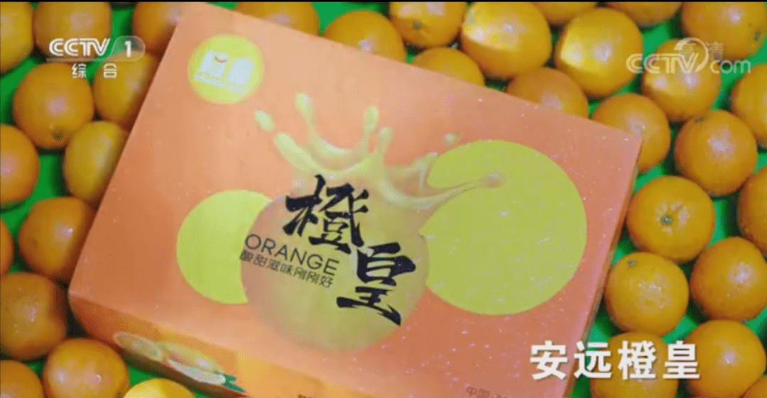 安远橙皇牌赣南脐橙登入央视一套黄金时间段广告