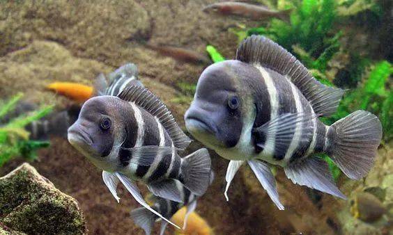 关于蓝六间(cyphotilapia frontosa)的最强分享