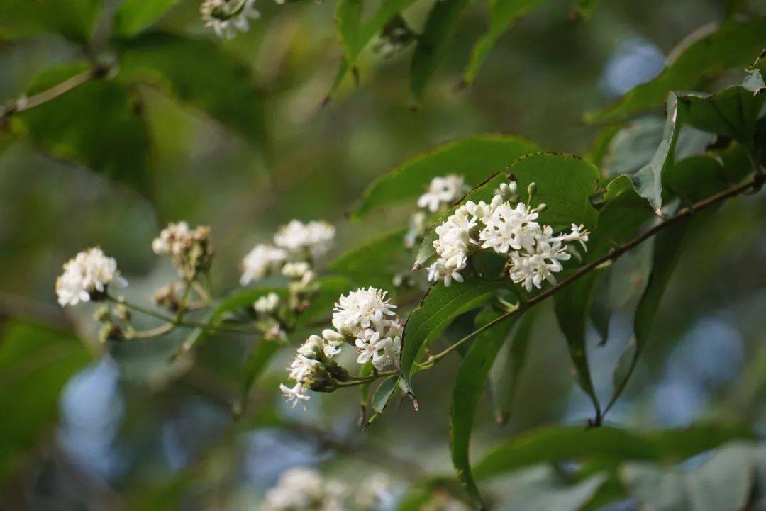 我国特有珍稀濒危保护植物七子花花开上海植物园