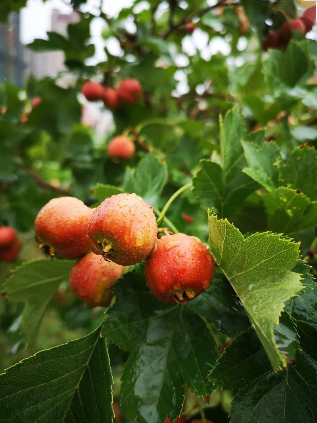 当中秋遇上国庆 | 属于银川高级中学师生的山楂树之恋_手机搜狐网