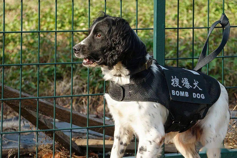 警犬見聞再訪中保華安特種犬業基地