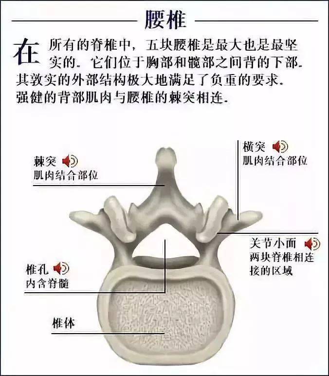 人体外骨骼原理图片