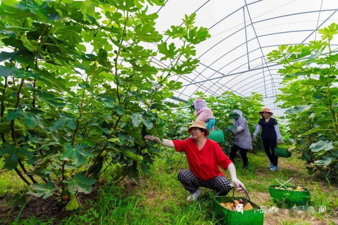 10月5日,记者来到无花果种植基地,只见两米多高的无花果树上,挂满了
