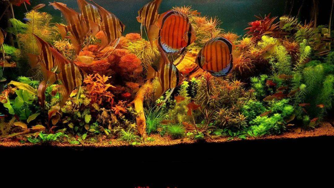 七彩神仙真乃百搭之王放哪都好看就是不能缸太小