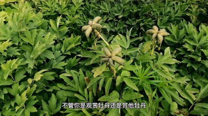 牡丹籽的价格是多少