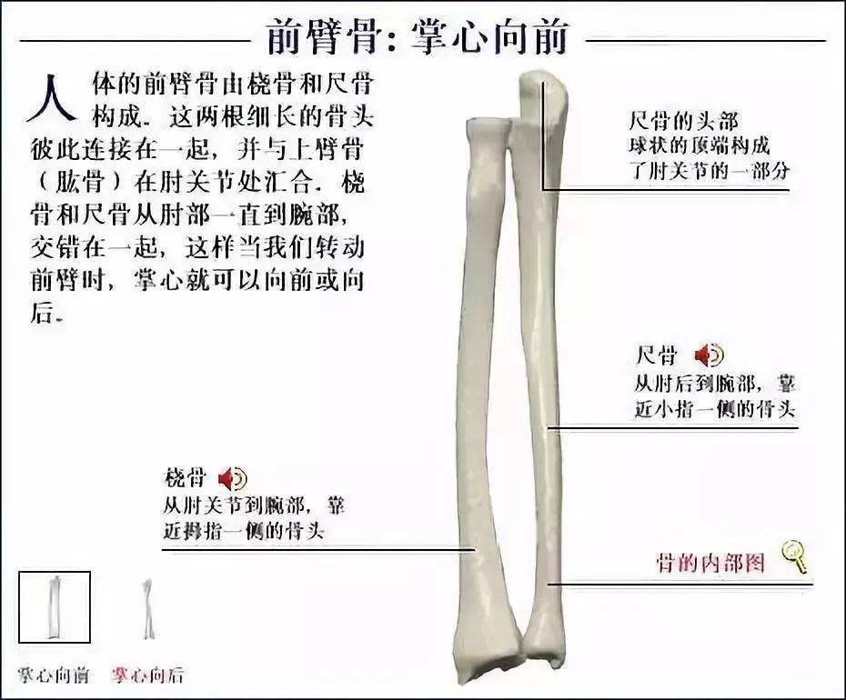 伽約從解剖學開始認識瑜伽骨骼