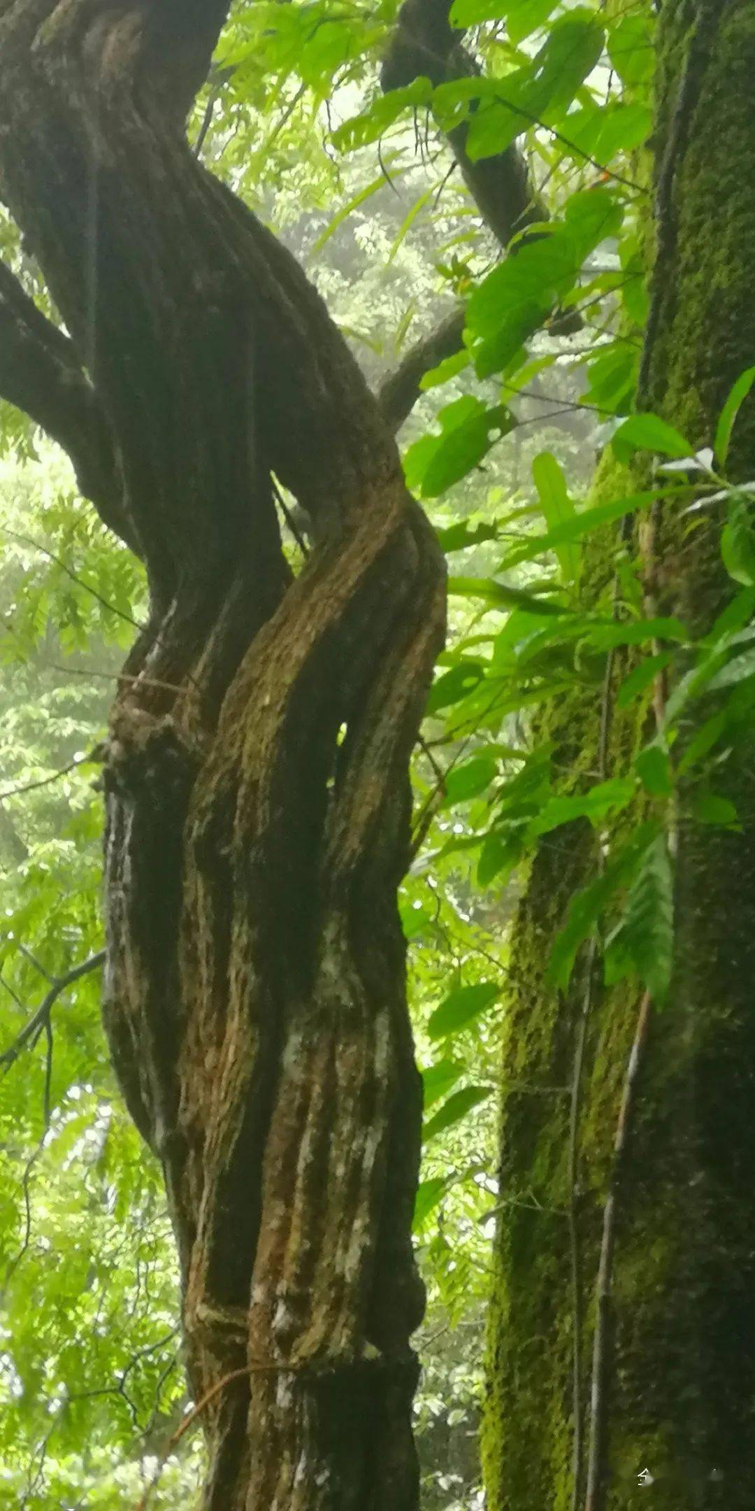 【走游全州】天湖之上,这样的罕见藤树你见过吗?