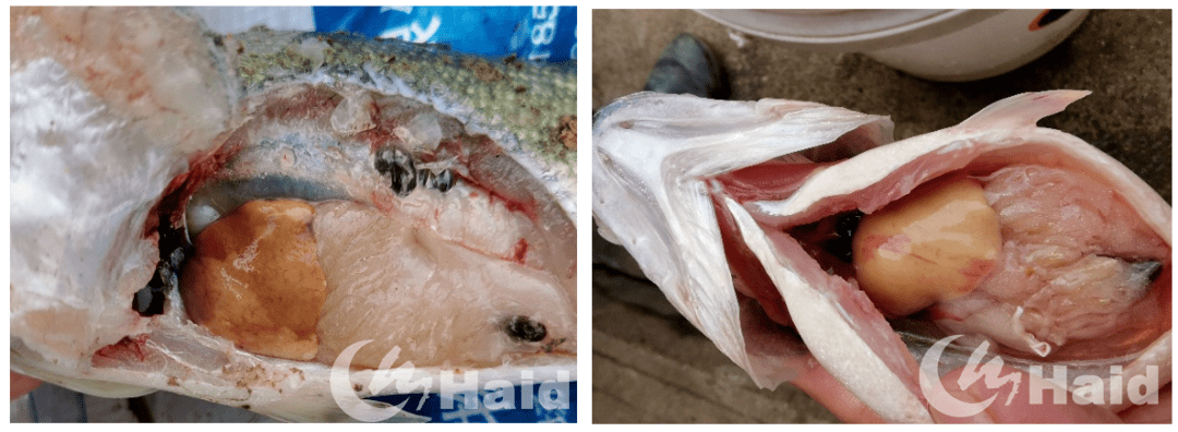 你的加州鲈为什么不吃料?_鲈鱼