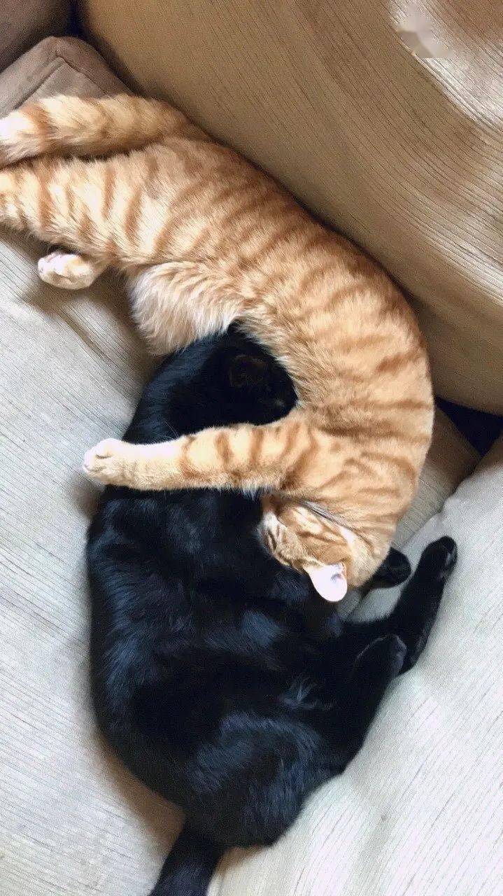 相互拥抱的喵星人,看着就很温暖