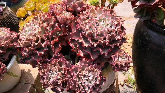 云之南多肉园高砂之翁超级大老桩这是要美翻了的节奏