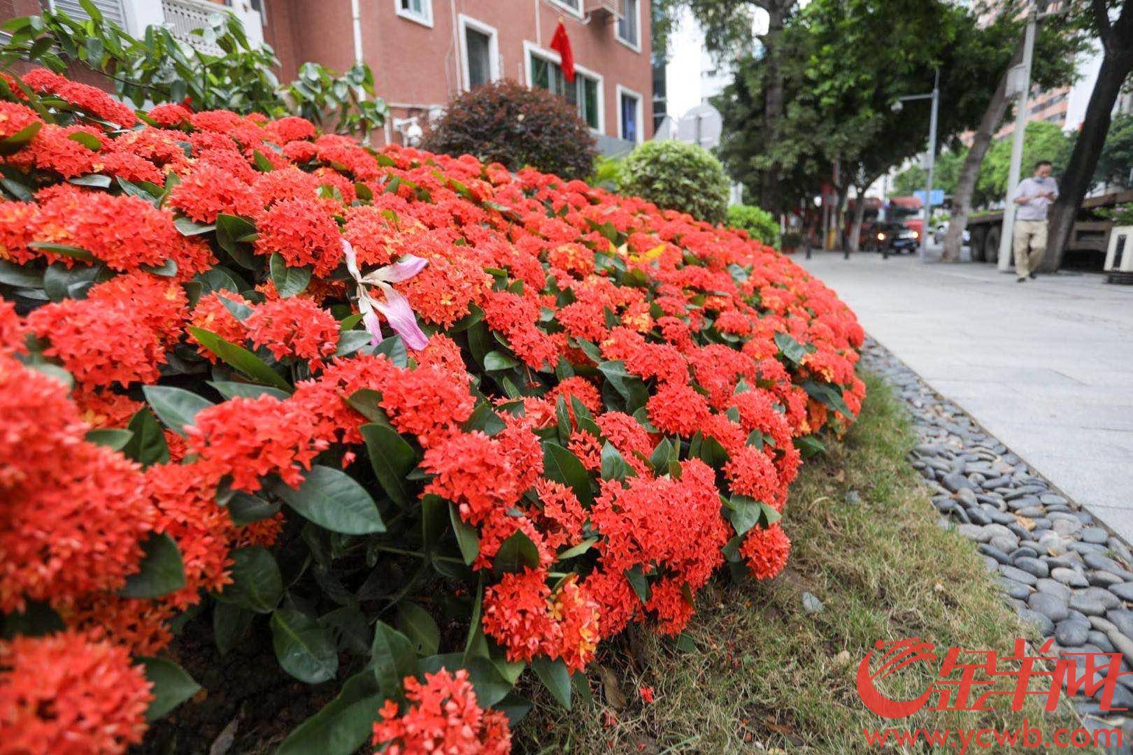 广州东风路东濠涌高架附近,红色龙船花阵当下广州红花中的"大boss",当