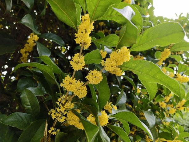 想和你去追寻秋天的那缕桂花香