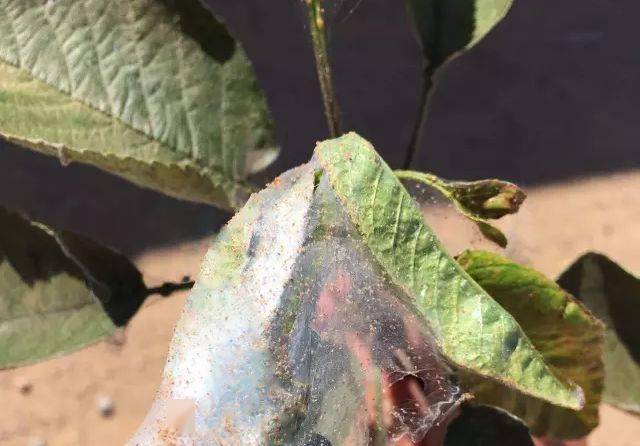 樱桃虫害名录含高清图