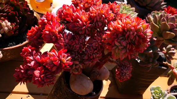 云之南多肉园绮罗缀化就是这么红红得让人怀疑人生