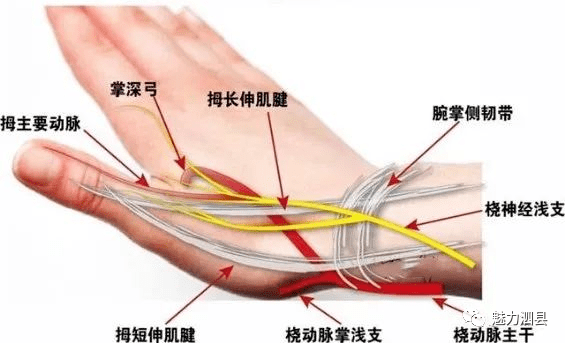 拇指伸肌腱解剖图图片