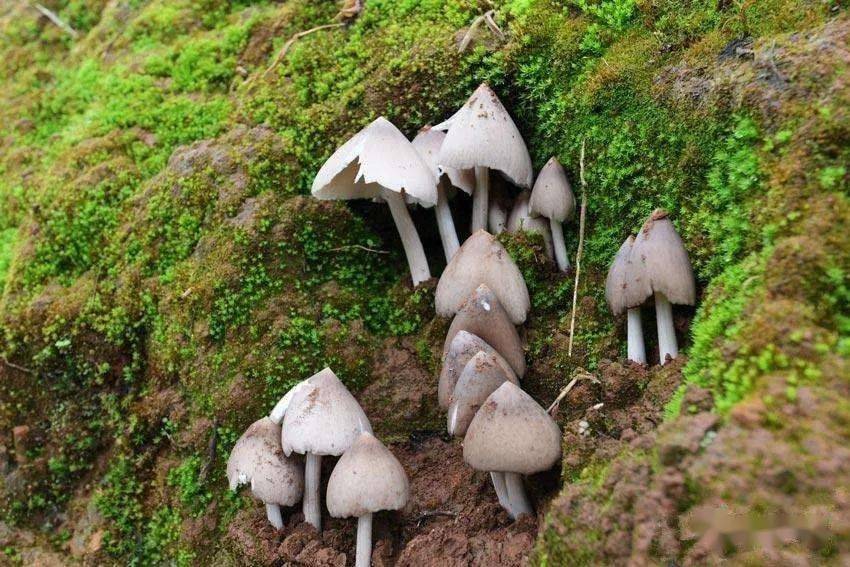 雪峰珍馐家乡的鸡枞菇