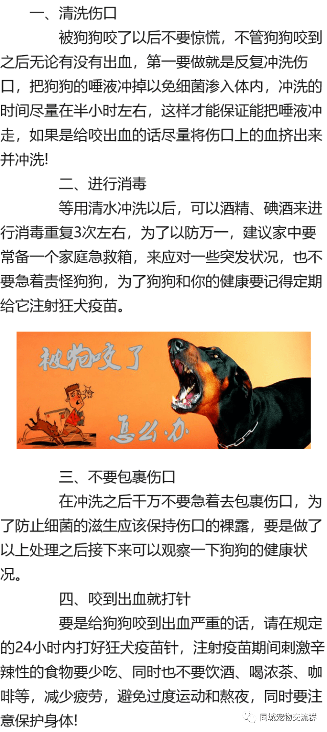 被狗咬了怎么办