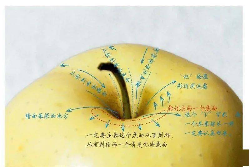 苹果纵切结构图图片
