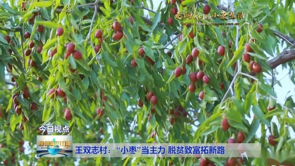 乐陵朱集镇王双志村"小枣"当主力 脱贫致富拓新路