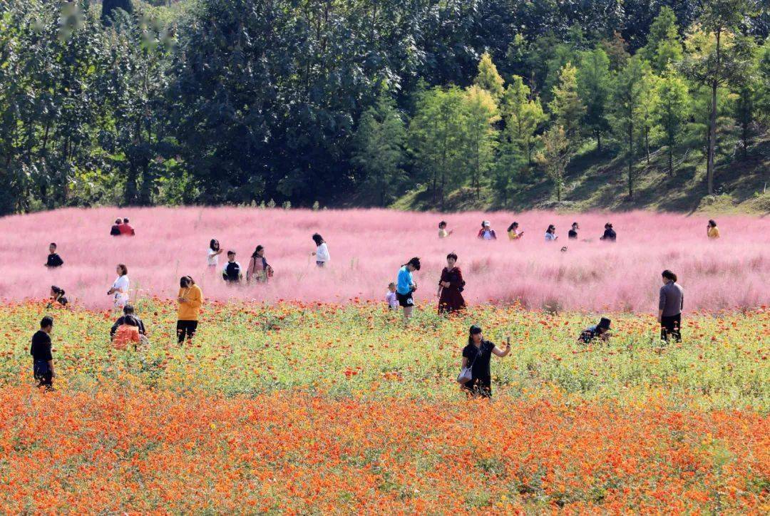 蓥华山花海图片