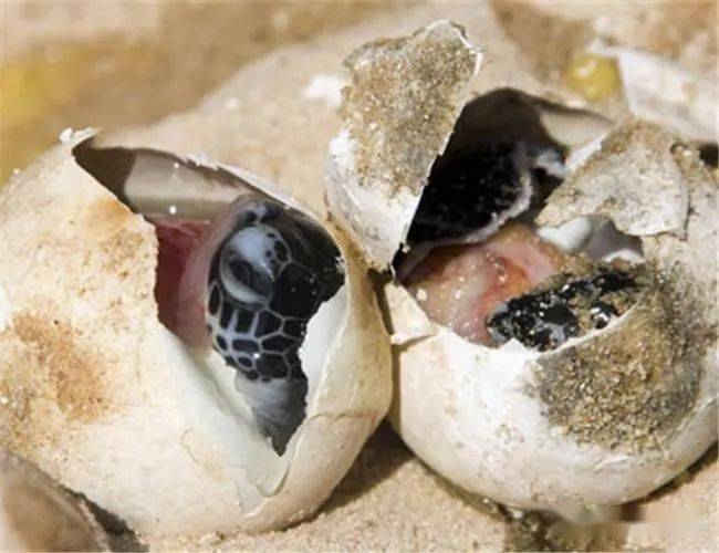用喙啄破蛋壳的绿海龟海龟卵埋在沙子中孵化45～70天,新生小海龟的