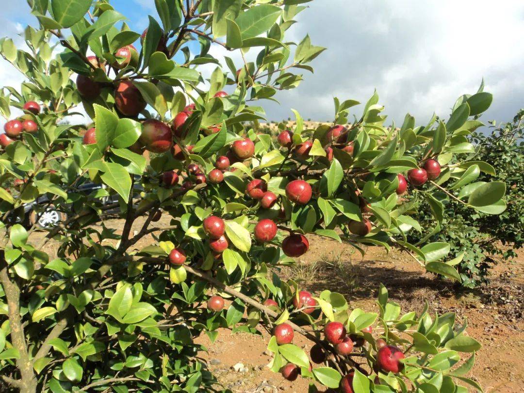 关于公开征集青田山茶油鲜果意向供应商信息的公告_油茶