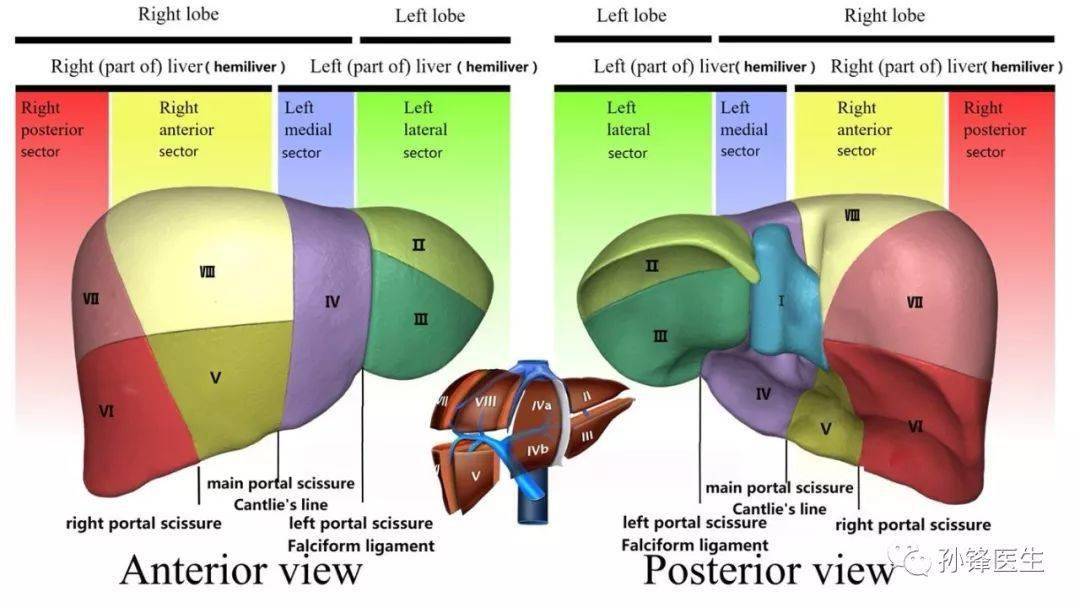 医学干货15分钟让你记住肝脏的分段