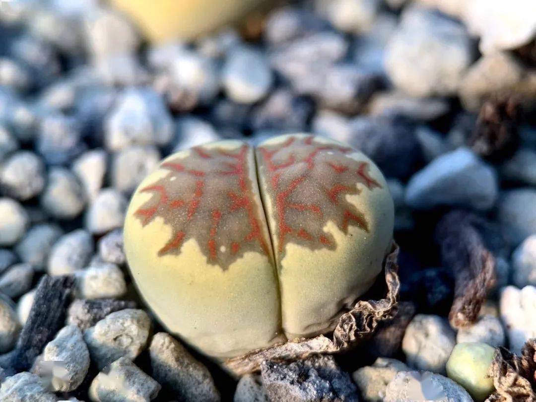 物种日历走近系列丽虹玉